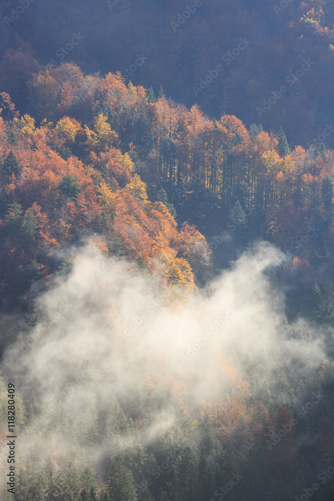 Fototapeta premium Coniferous and deciduous mountain forest in autumn colors