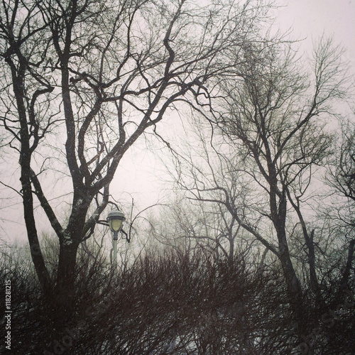 Gloomy trees against cloudy sky