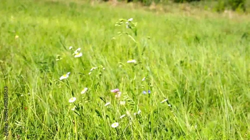 Sunny countryfield background photo