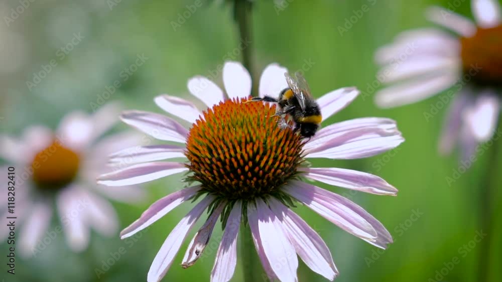 The bumblebee collecting nectar on a daisy The bumblebee collecting nectar on a daisy