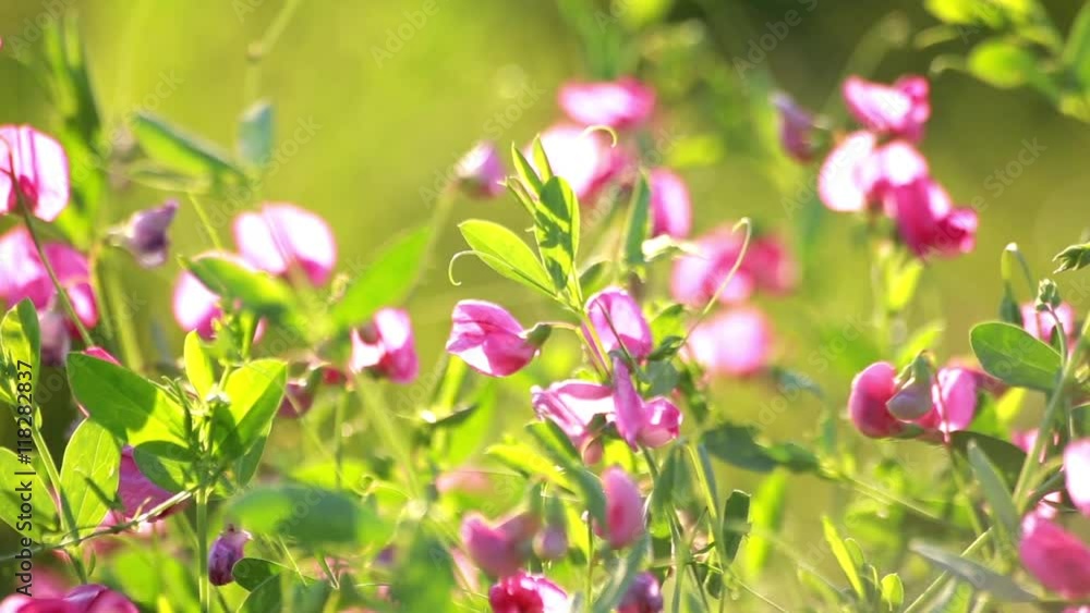 Closeup View of Sweet Pea Flowers in Sun Closeup View of Sweet Pea Flowers in Sun