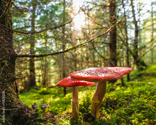 Canvas Print Amanita muscaria