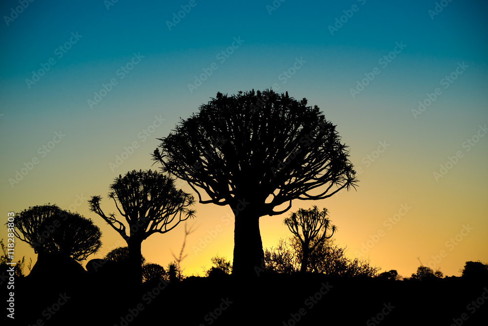 Silhouetted Kwivertrees at Sunset. Silhouetted Kwivertrees at Sunset.