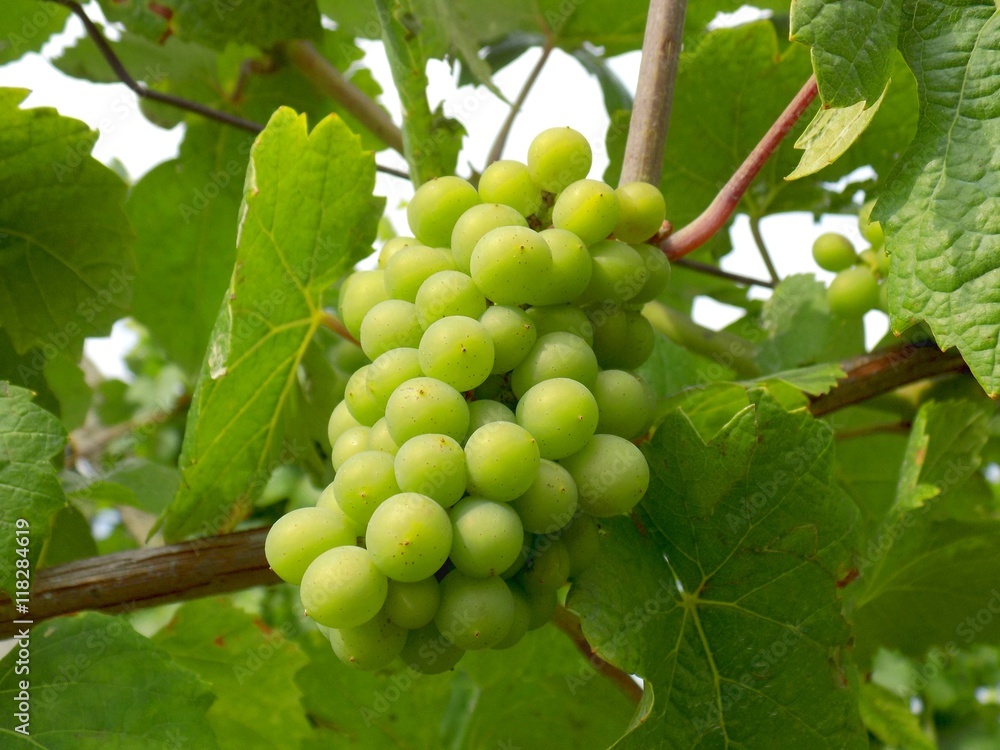 Bunch of grapes in vineyard