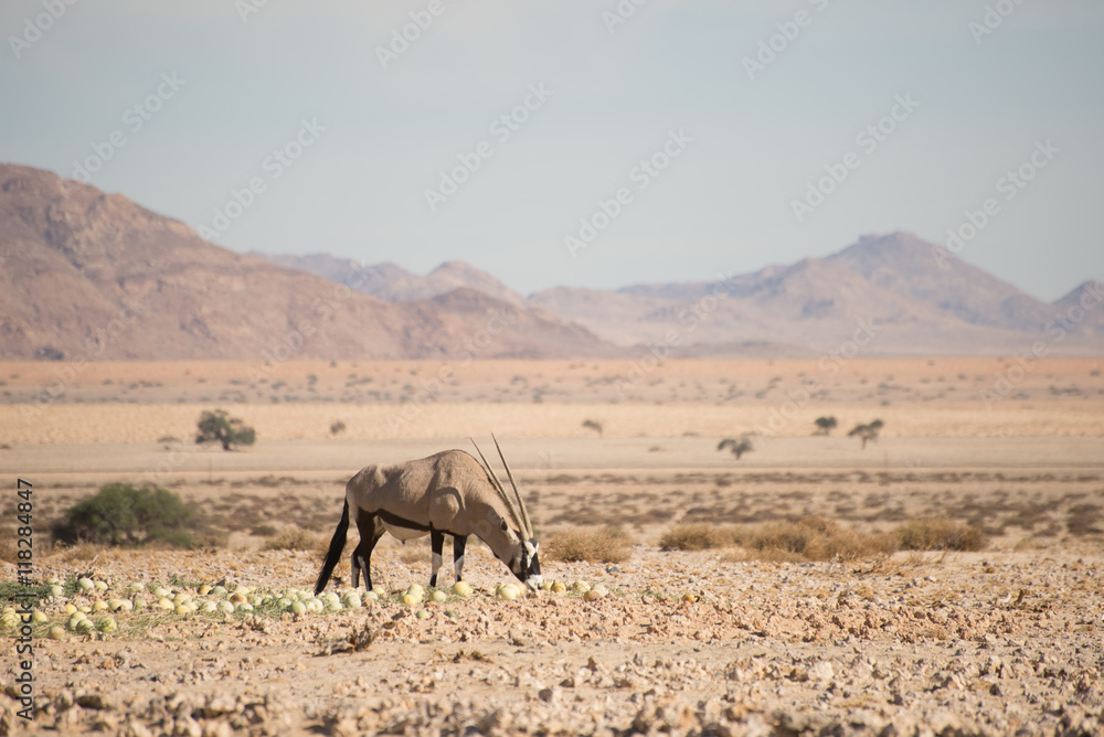Oryx eating desert Melons in Desert Landscape Oryx eating desert Melons in Desert Landscape