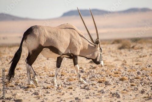 Oryx walking along in Namib Desert.