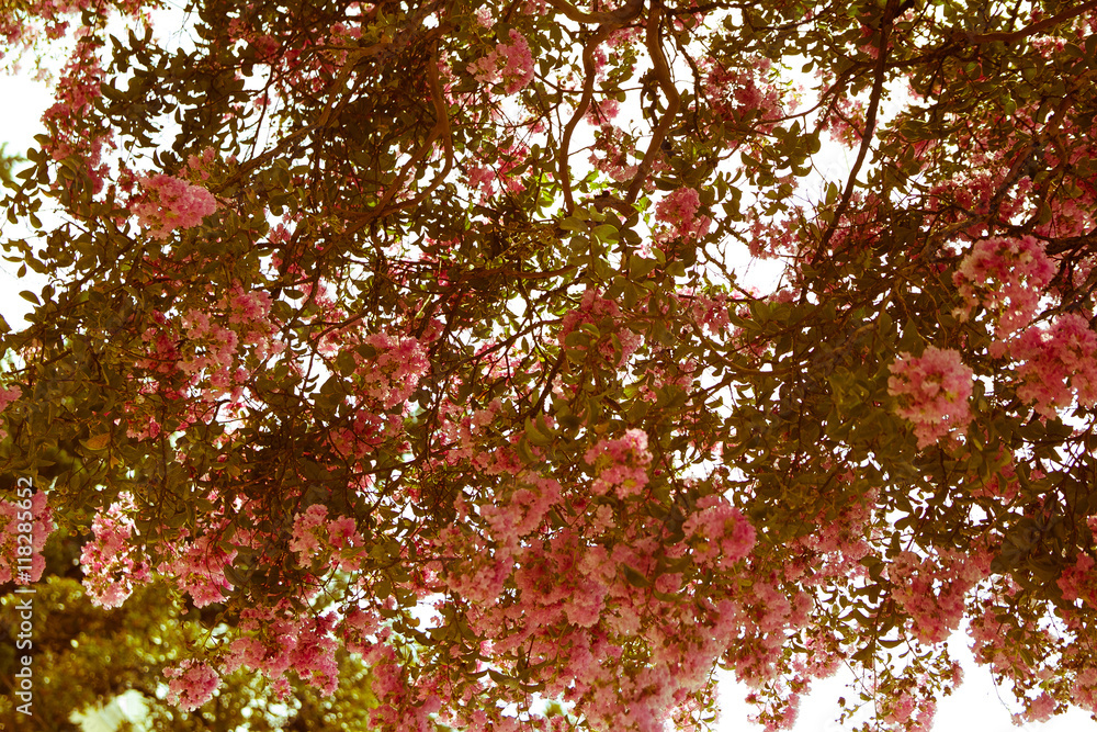 pink oleander Bush as the background of retro pink oleander Bush as the background of retro