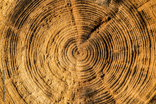 Life Rings of old log