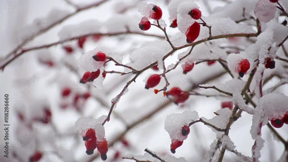 Wild rose bush with berries; snow, frost. Christmas background footage Wild rose bush with berries; snow, frost. Christmas background footage