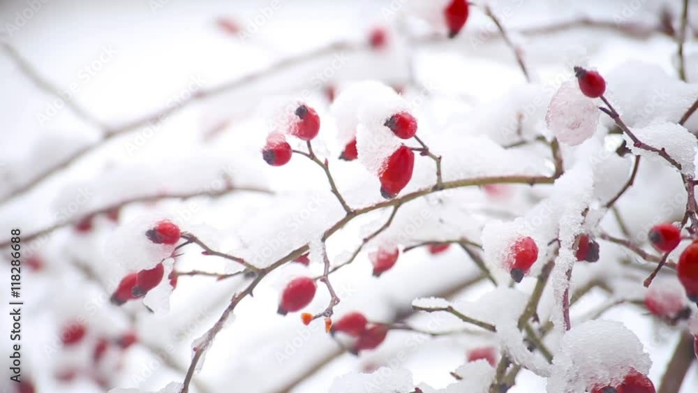 Wild rose bush with berries; snow, frost. Christmas background footage Wild rose bush with berries; snow, frost. Christmas background footage