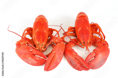 single cooked red lobster isolated on white background