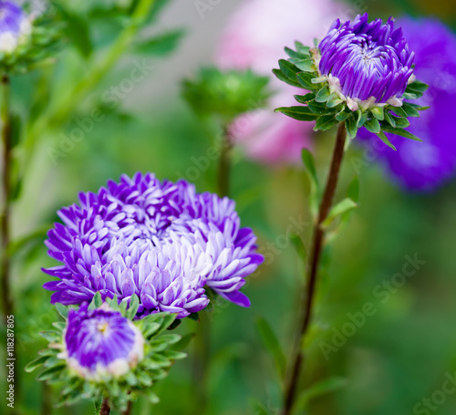 Blue asters in nature photo