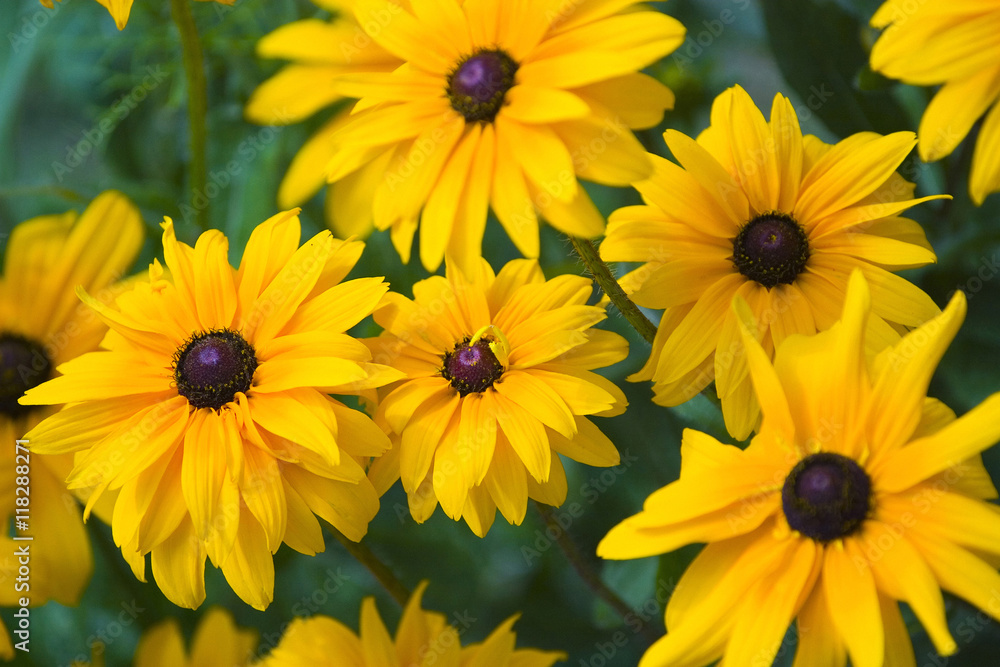 Yellow flowers background Yellow flowers background