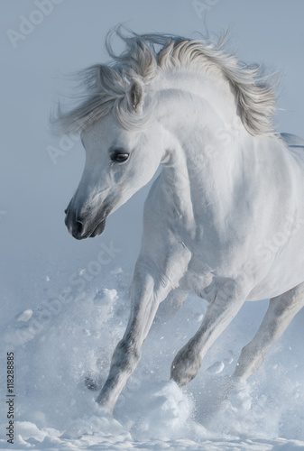 Close up galloping white stallions in snow.