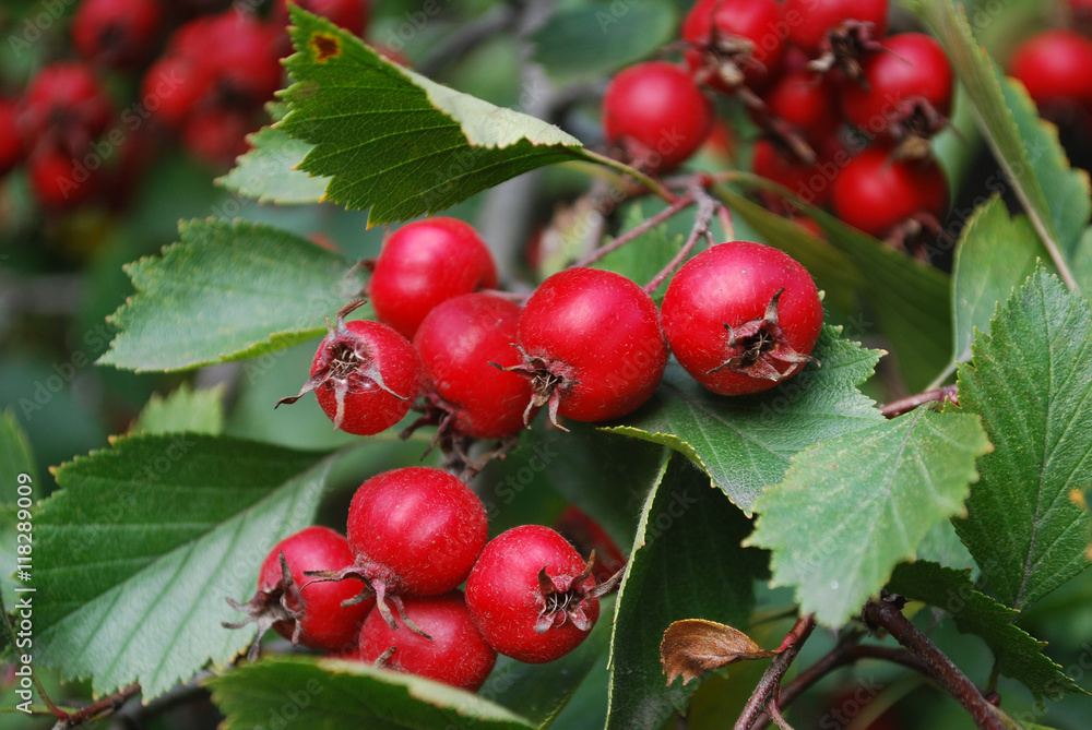Ripe red hawthorn berries growing on a tree branch in the garden
Ripe red hawthorn berries growing on a tree branch in the garden