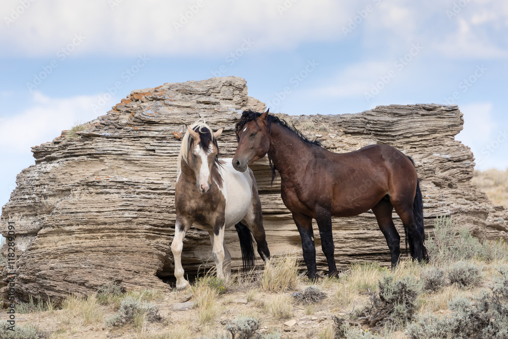 Obraz premium Wild Mustangs