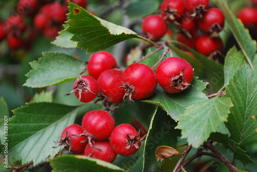 Ripe red hawthorn berries growing on a tree branch in the garden
