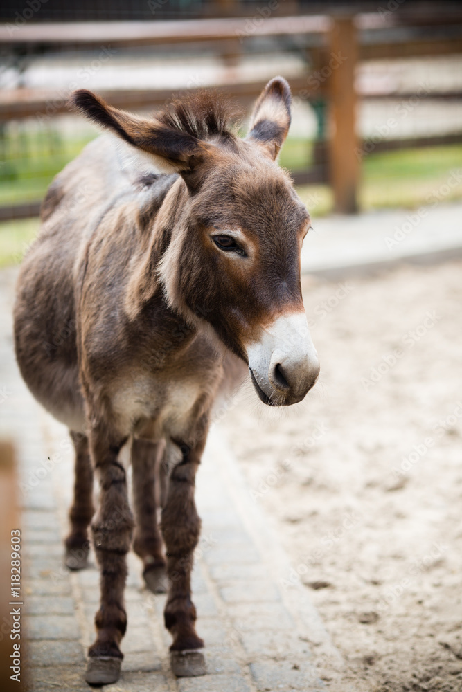 Portrait of a donkey on farm.