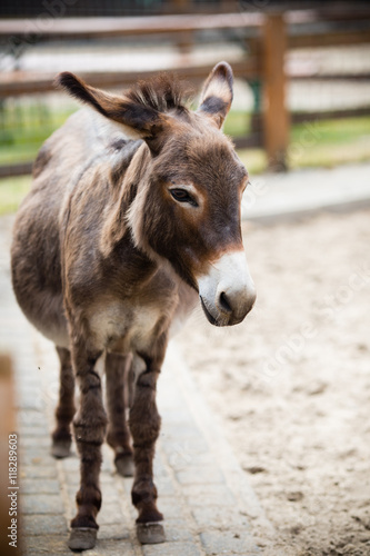 Portrait of a donkey on farm. © gitusik