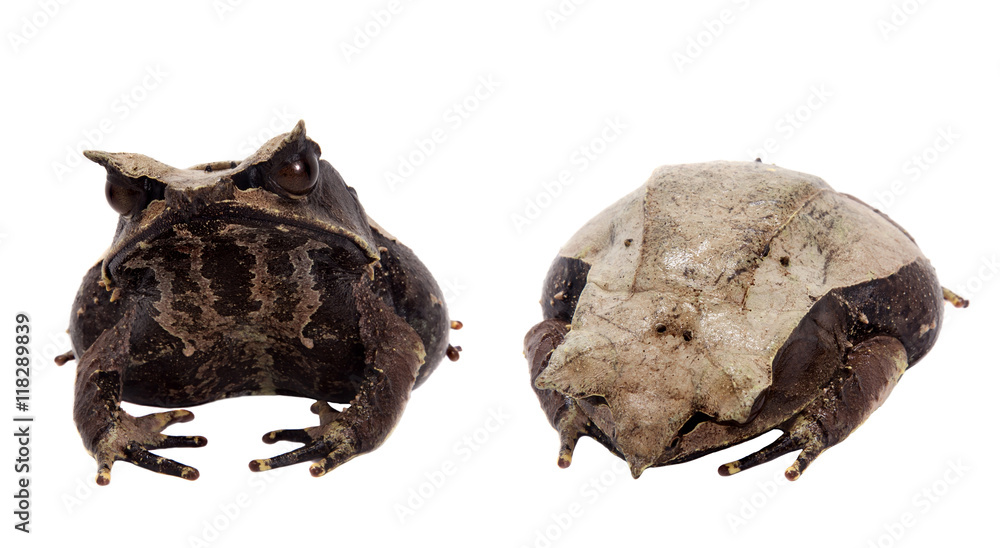 Fototapeta premium The long-nosed horned frog on white