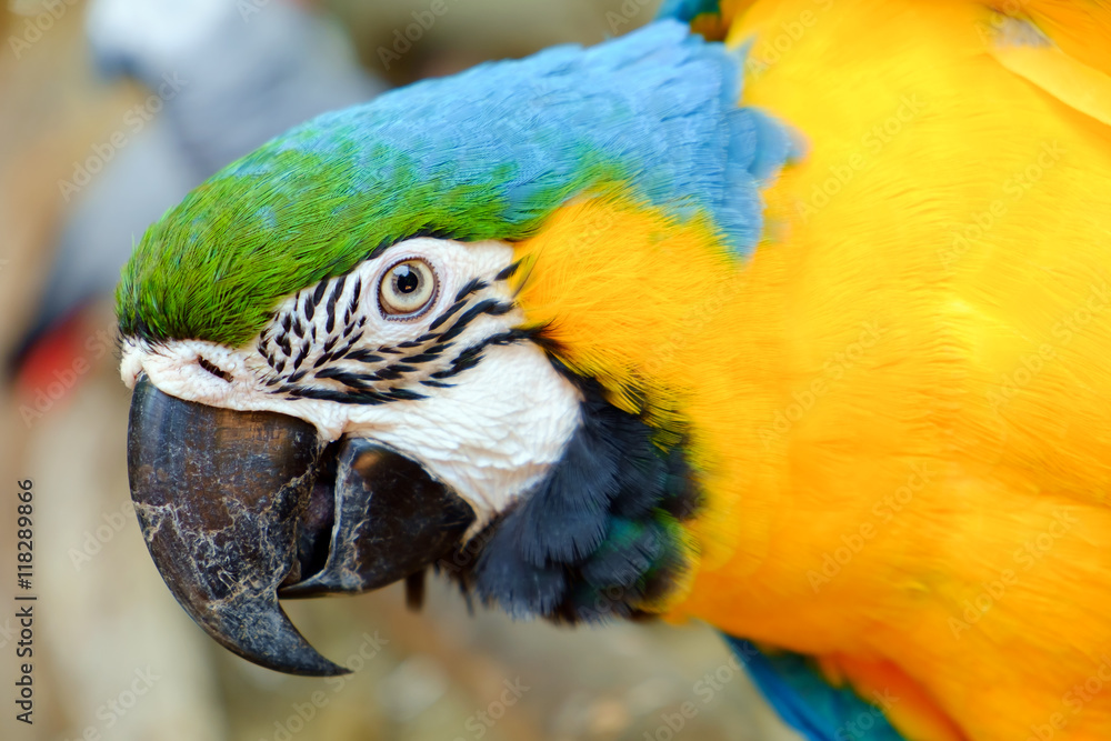 Fototapeta premium Macaw parrot / View of colorful macaw parrot.
