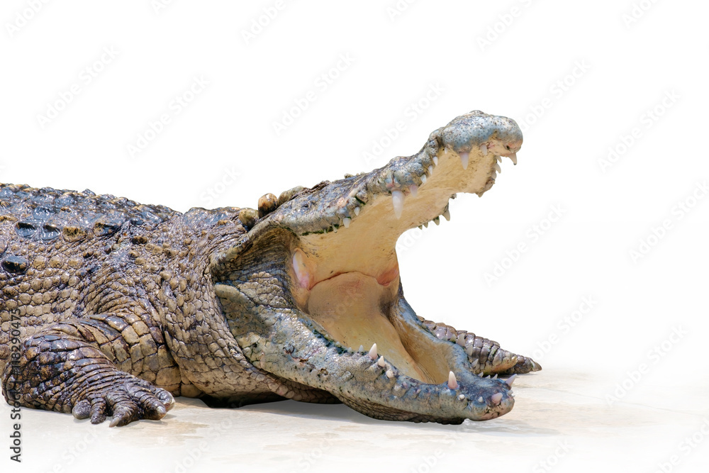 Fototapeta premium Crocodile / View of crocodile swamp with open mouth on white background.
