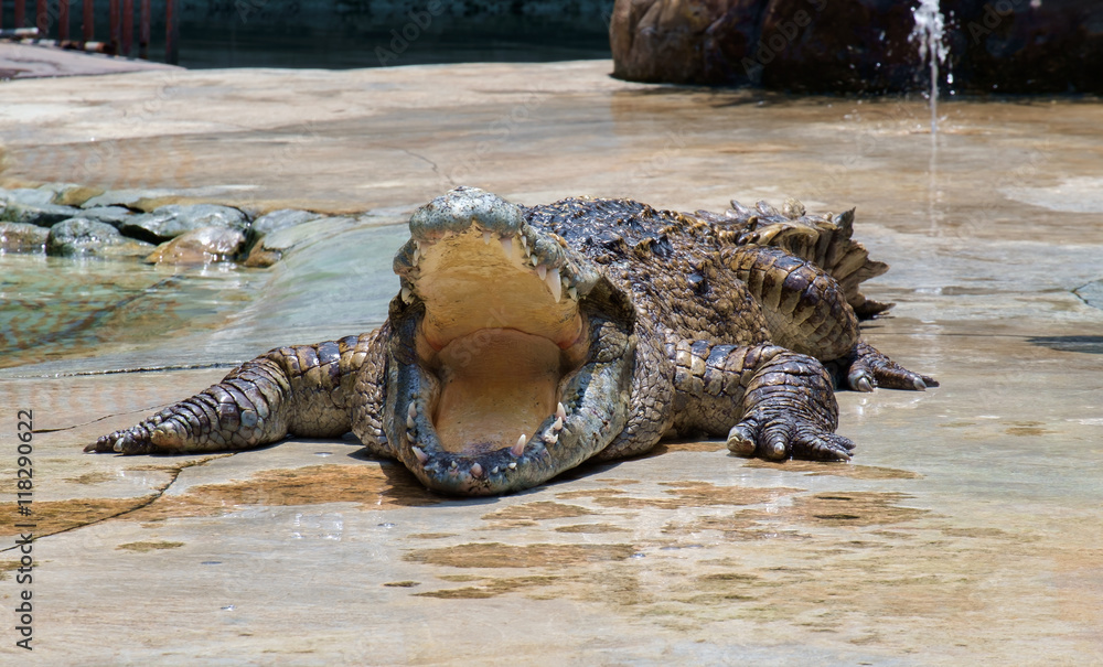 Naklejka premium Crocodile / View of crocodile swamp with open mouth.