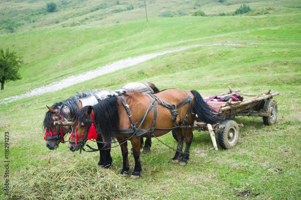 Obraz premium Horses and cart