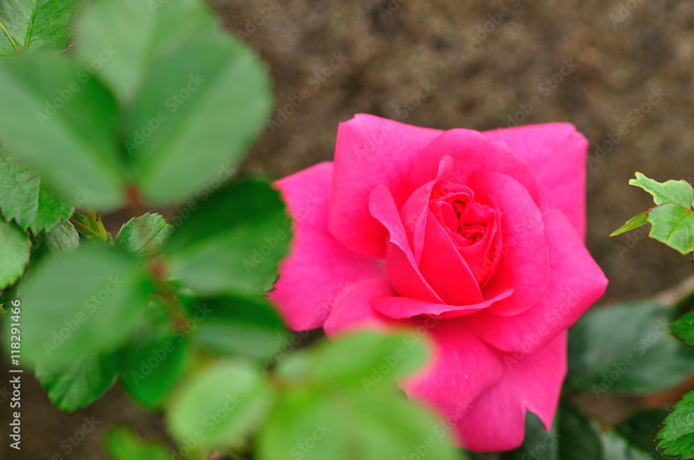 A single pink rose with out of focus green leaves A single pink rose with out of focus green leaves