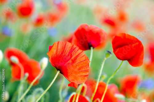 Summer happiness, summer beauty: meadow with red poppies :) 