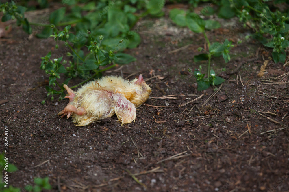 Obraz premium Dead chicken.