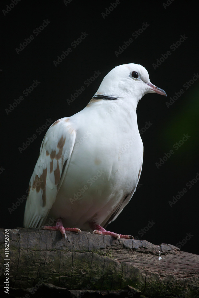 Spotted dove (Spilopelia chinensis chinensis). Spotted dove (Spilopelia chinensis chinensis).