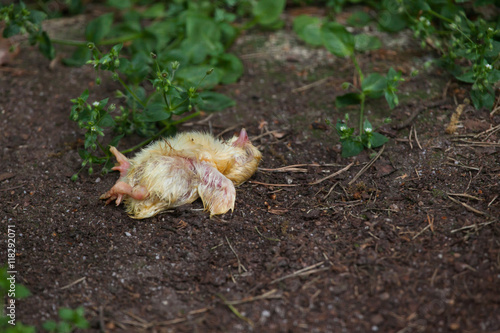 Dead chicken.