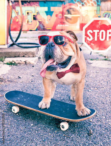 Fototapeta Naklejka Na Ścianę i Meble -  English bulldog on the skateboard