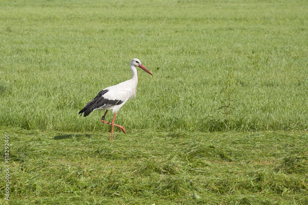 stork in a meadow stork in a meadow
