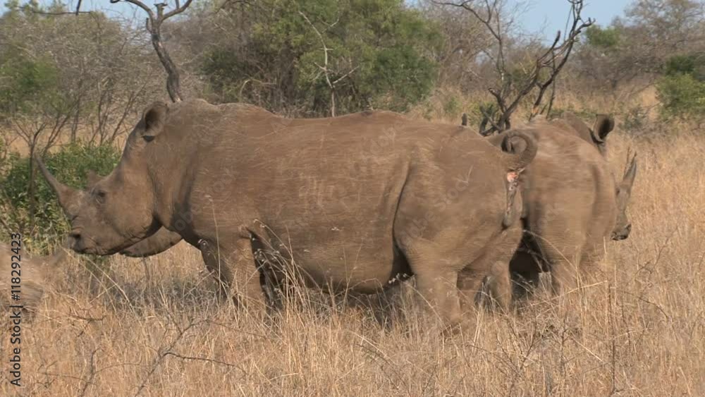 Herd of Rhinoceroses grazing on the savanna Herd of Rhinoceroses grazing on the savanna