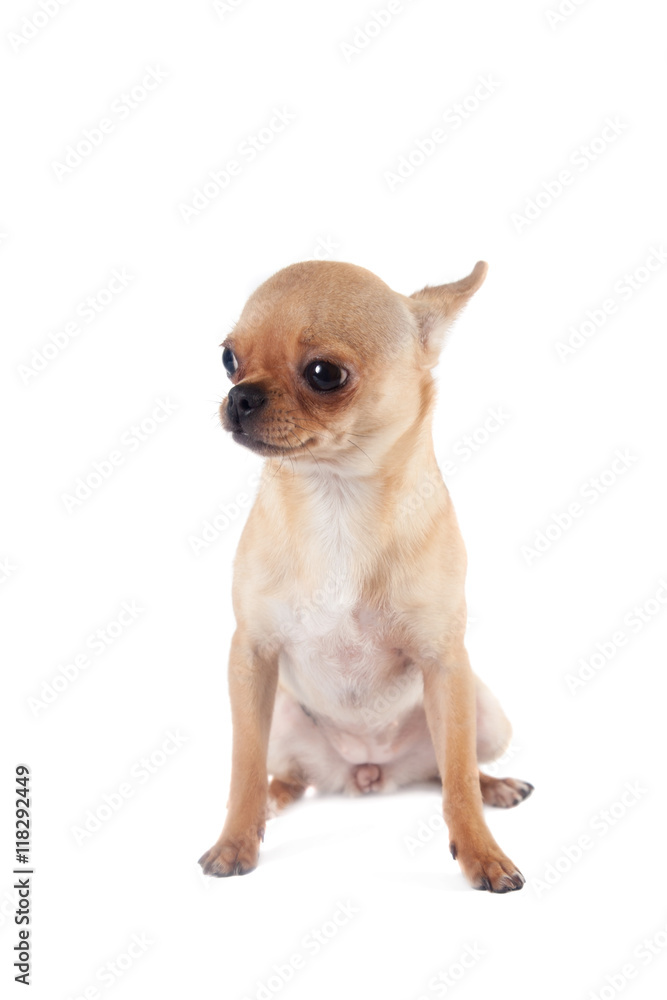 Chihuahua, 7 month old, on the white background Chihuahua, 7 month old, on the white background