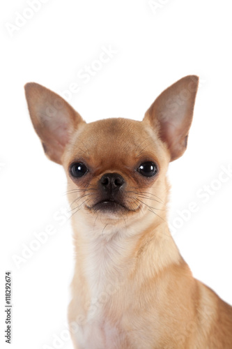 Chihuahua, 7 month old, on the white background © Farinoza