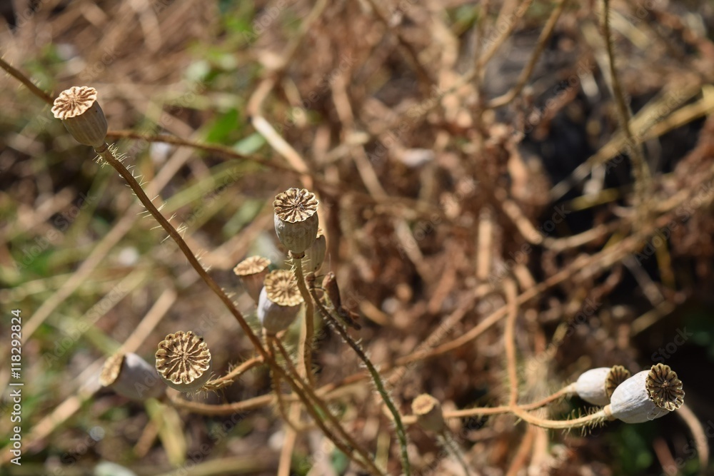 dry grass on the field