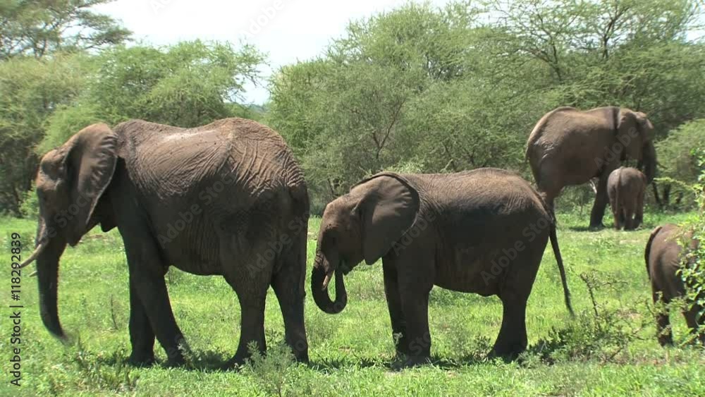 African Elephant calves grazing with the herd on grassland African Elephant calves grazing with the herd on grassland