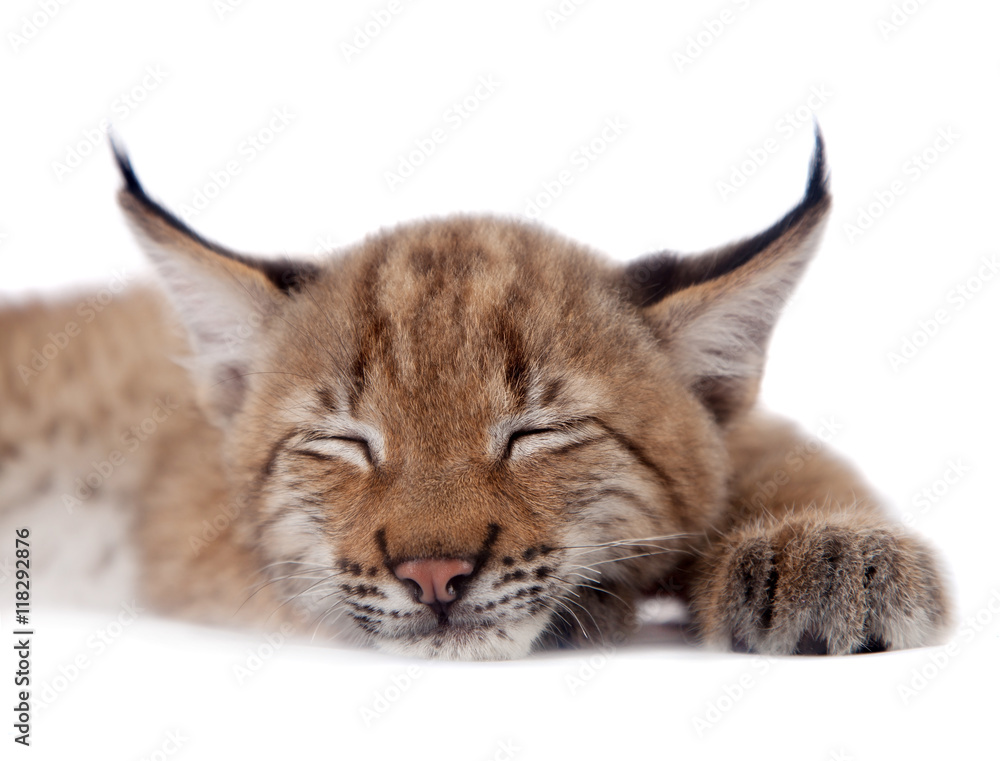 Fototapeta premium Eurasian Lynx cub on white