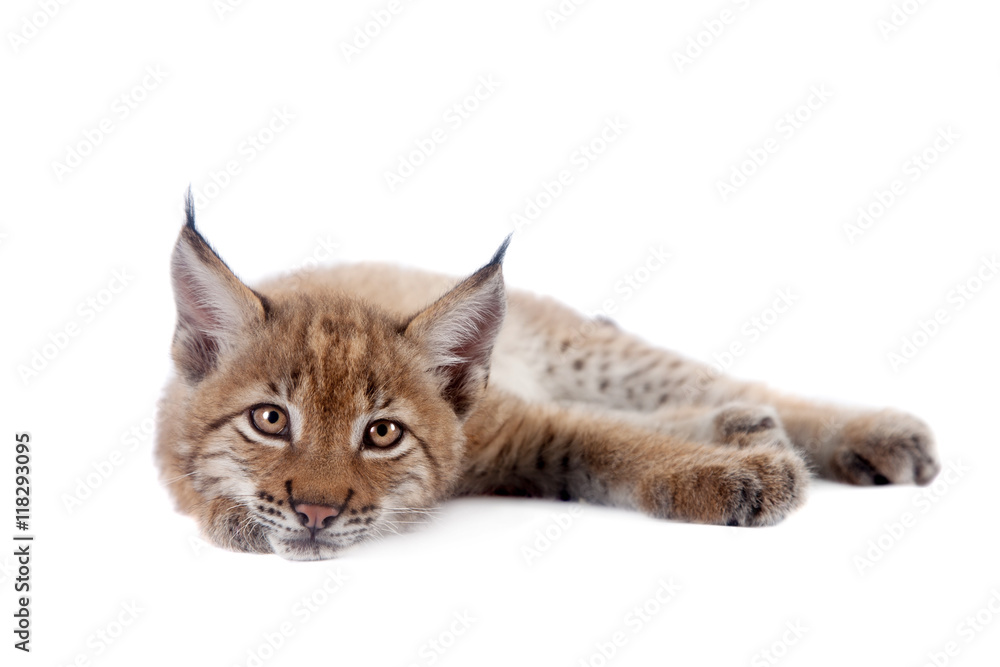 Naklejka premium Eurasian Lynx cub on white