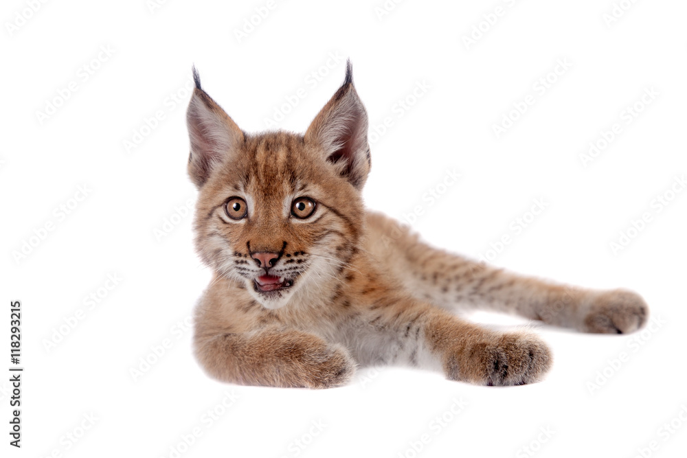 Naklejka premium Eurasian Lynx cub on white