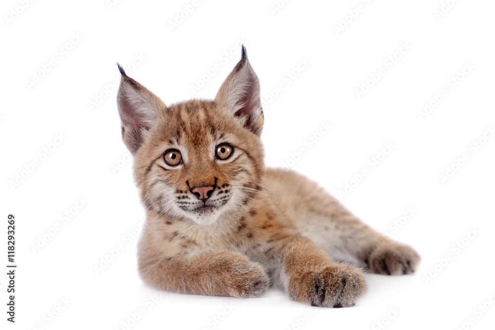 Obraz premium Eurasian Lynx cub na białym tle