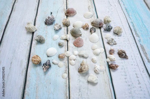 Sea shells on wooden background