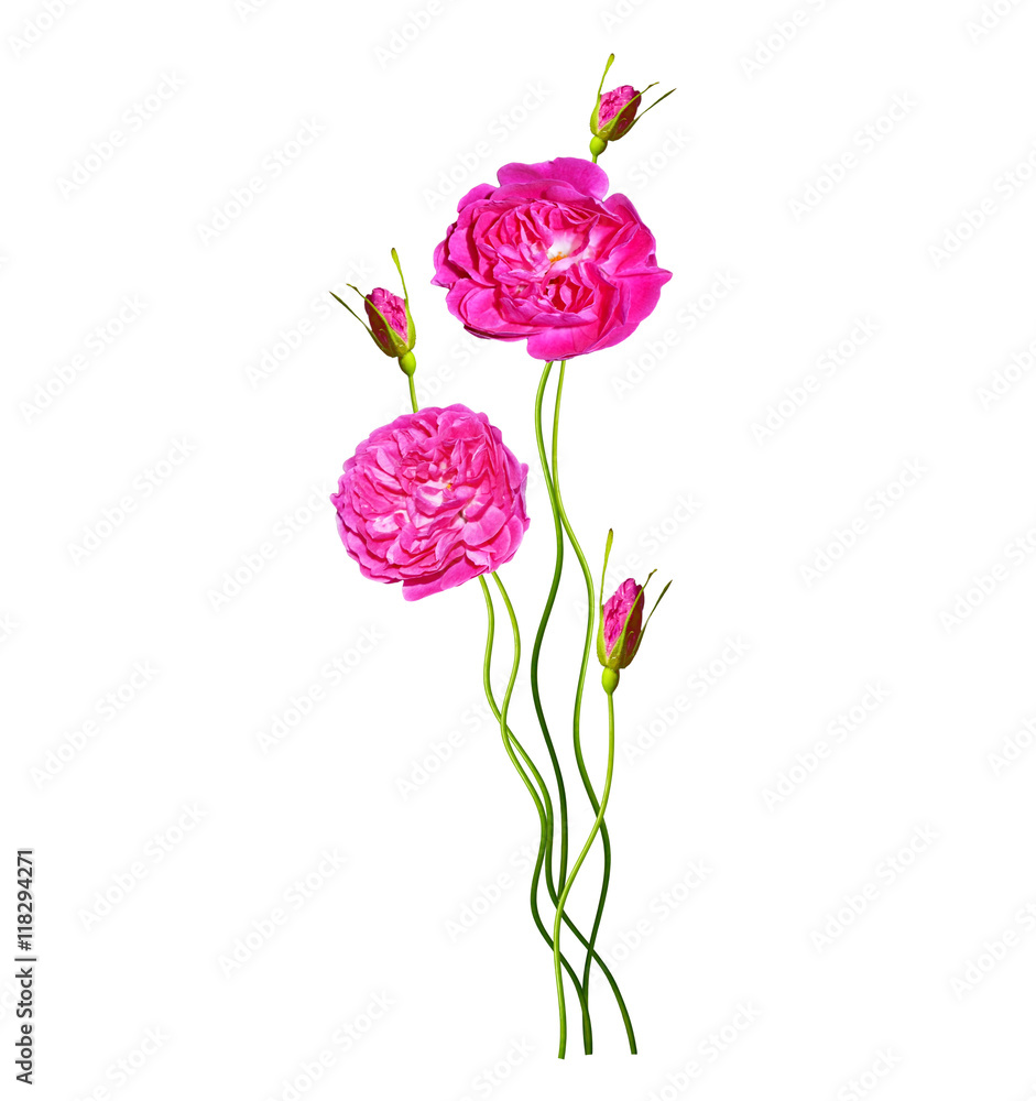 flower buds of roses isolated on white background