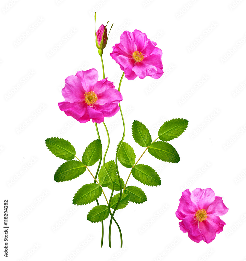 flower buds of roses isolated on white background flower buds of roses isolated on white background
