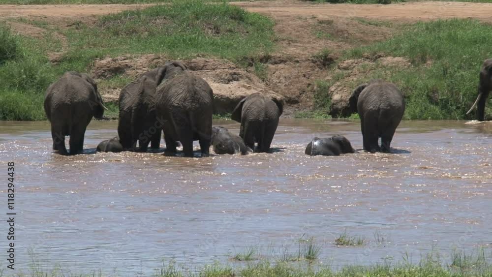 African Elephant calves walking with the herd through a watering hole African Elephant calves walking with the herd through a watering hole