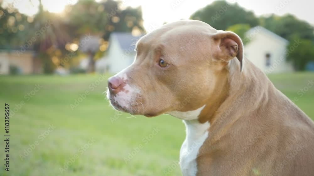 Slow motion shot of a beautiful tan colored pit bull dog looking at the camera, then turning towards the sunset.
Slow motion shot of a beautiful tan colored pit bull dog looking at the camera, then turning towards the sunset.