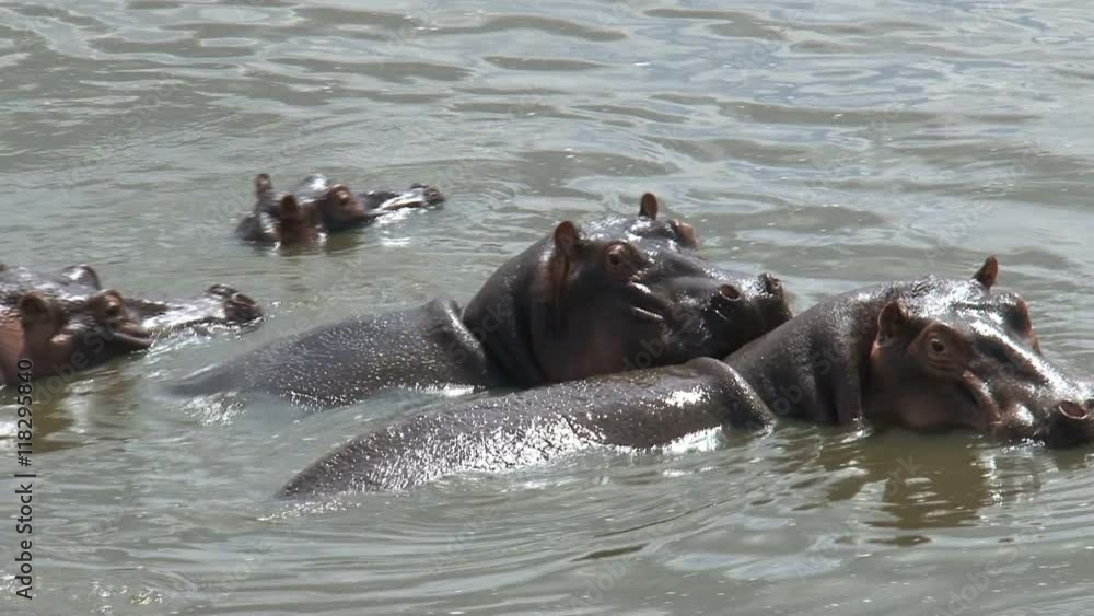 Herd of Hippopotamuses swimming in the water Herd of Hippopotamuses swimming in the water